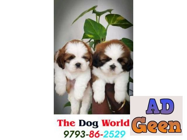 used ShihTzu 40 Days old Puppies available in Delhi 9793862529 for sale 
